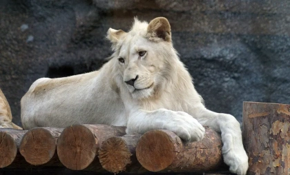 Белый лев Оскар празднует 17-летие в зоопарке Удмуртии