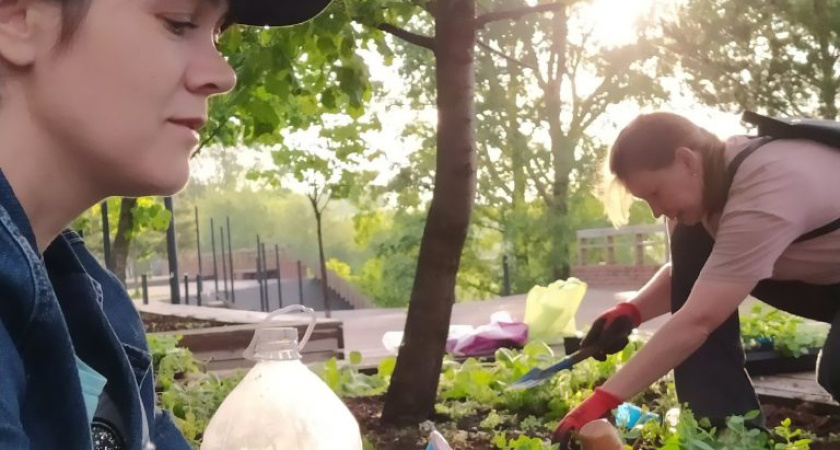 В глазовском Горсаду до 12 июня волонтеры высадят разные травы