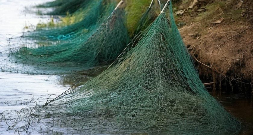 В России полностью запретят вылов воблы