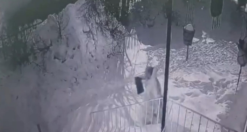 В Удмуртии нашли воришку мобильных телефонов на сумму почти полмиллиона рублей (ВИДЕО)