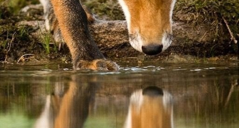 В Удмуртии выявлен новый случай бешенства