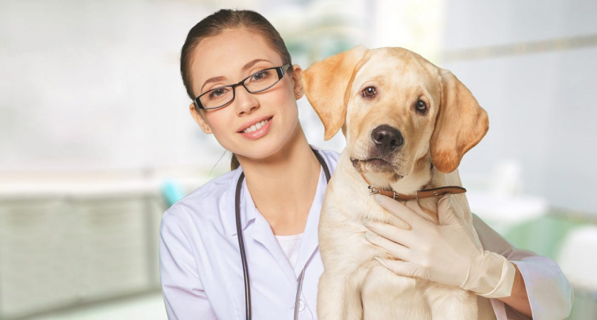 Как подготовиться к визиту ветеринара
