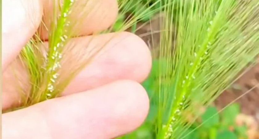 В глазовском Горсаду зацвёл ячмень гривастый