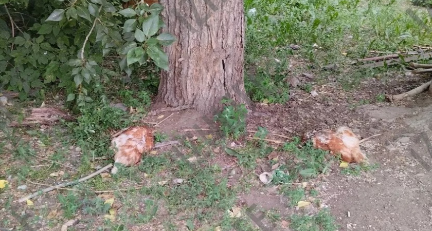 Обезглавленных куриц нашли у детской школы искусств в Ижевске