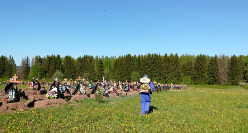 Городское кладбище в Глазове обработали от клещей