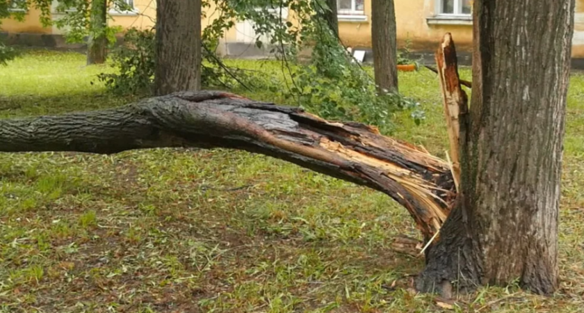 Из-за ураганного ветра в Глазове повалило деревья
