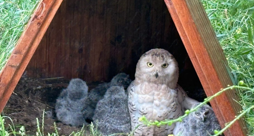 У белых сов в зоопарке Удмуртии родились птенцы