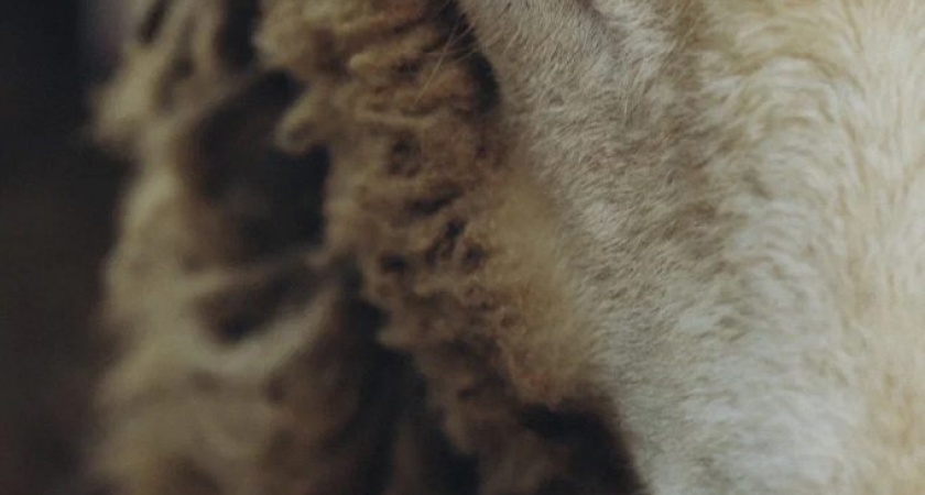 58 тысяч овец и коз содержатся в хозяйствах Удмуртии