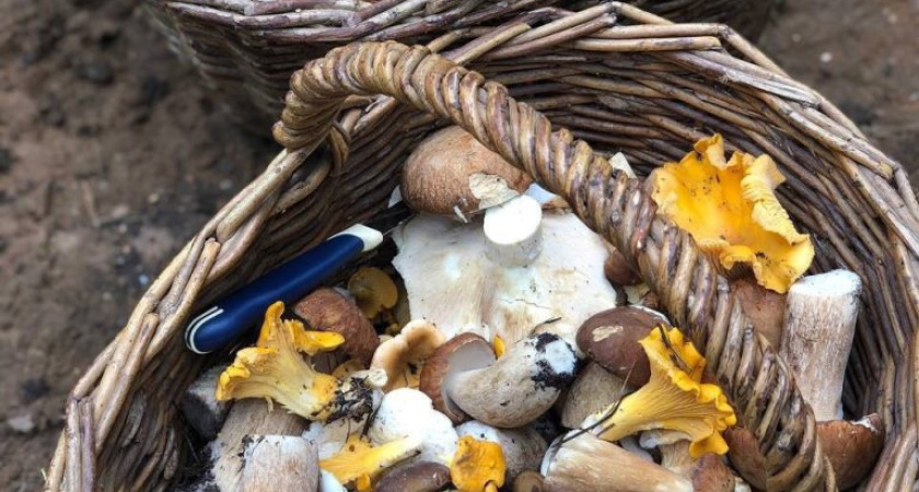 В лесах Удмуртии есть свой Бермудский треугольник