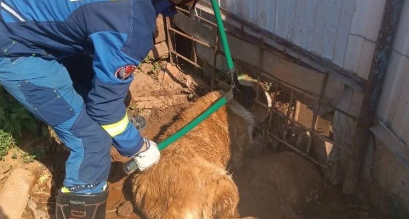 В Лудорвае спасли алабая, застрявшего в заборе между арматурой