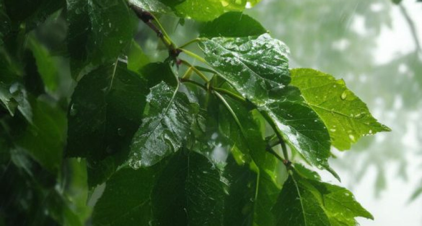 В выходные дни в Удмуртии местами прогнозируются кратковременные дожди