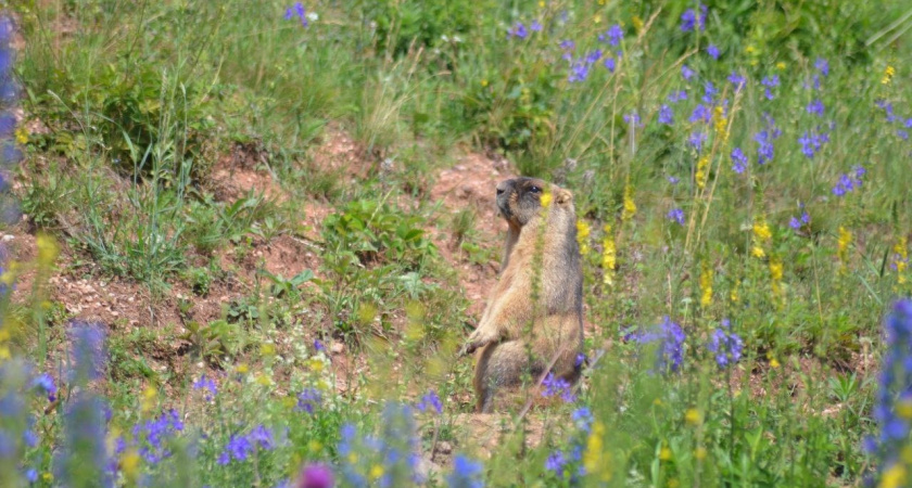 В Удмуртии посчитали степных сурков