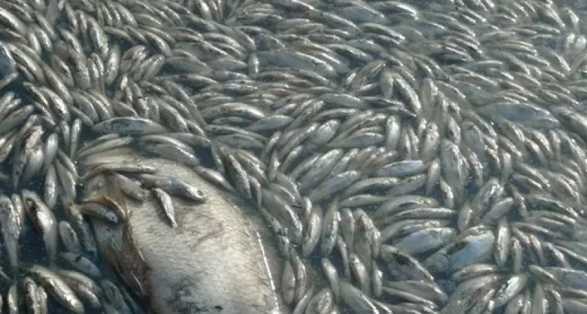 Массовая гибель рыбы произошла на пруду под Ижевском