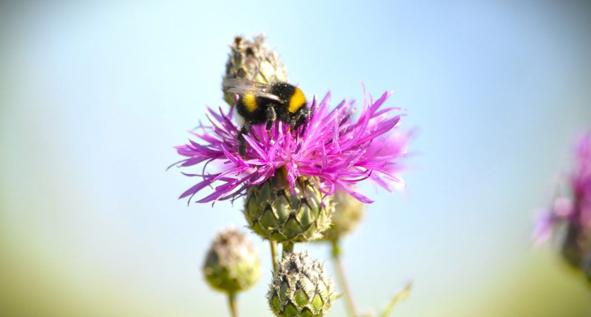 В выходные дни по Удмуртии ожидаются кратковременные дожди и грозы