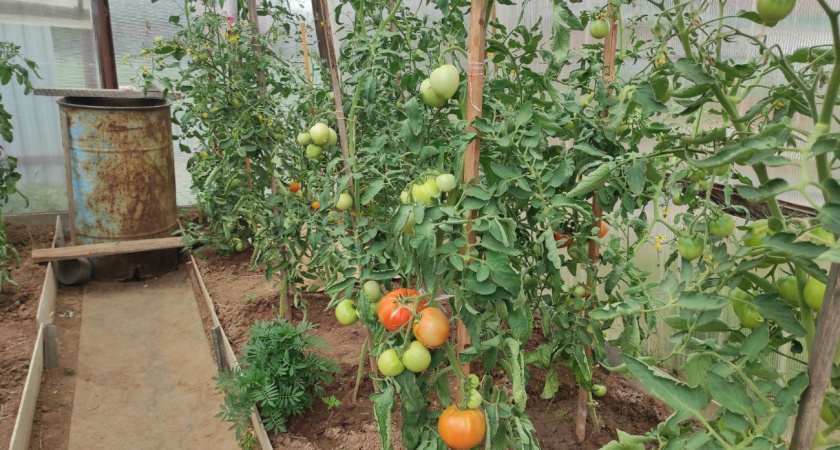 168 тысяч жителей Удмуртии имеют дачу или огород