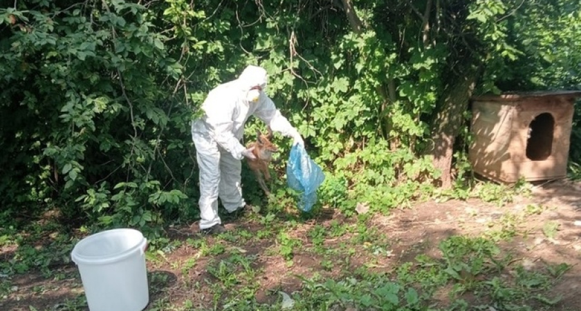 В Удмуртии зарегистрирован 15-й случай бешенства