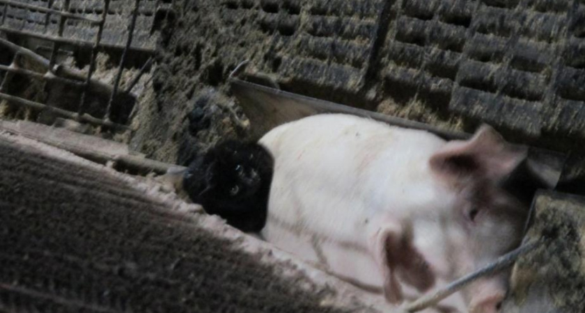 Коты возглавили фермерство в соседней Кировской области