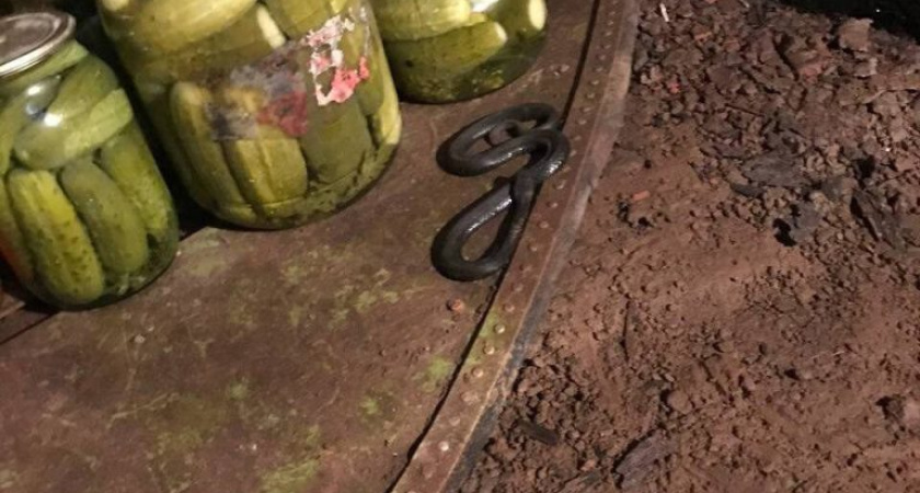 Спасатели Удмуртии достали змею из овощной ямы