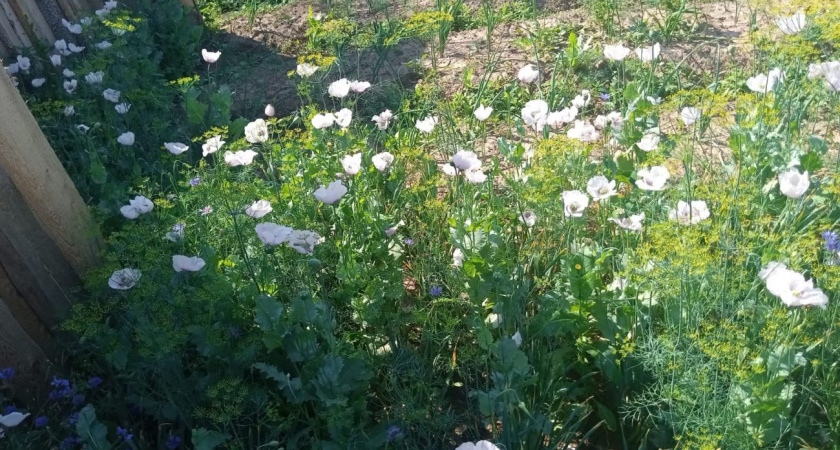 У жительницы Дебесского района обнаружено и изъято 235 кустов мака