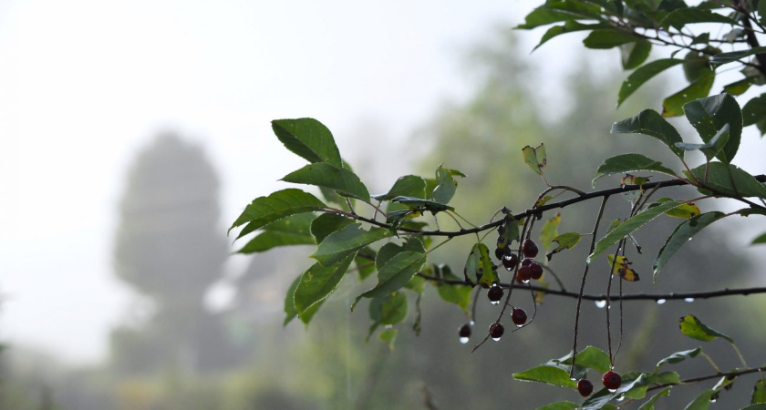 В выходные в Удмуртии сохранятся дожди и туманы