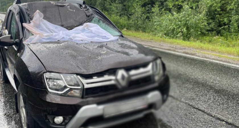 На дороге «Игра – Глазов» автомобилист сбил лося