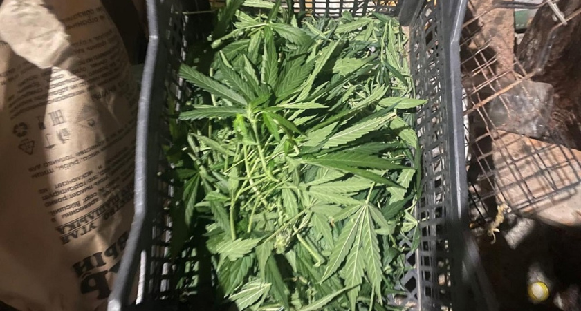 Житель Удмуртии выращивал коноплю в теплице