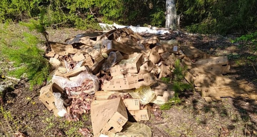 Свалку куриных остатков ликвидировали в Красногорском районе Удмуртии.