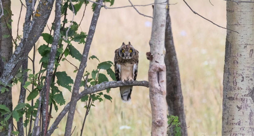 Температурный фон в Удмуртии понижается, потепления до конца недели не предвидится