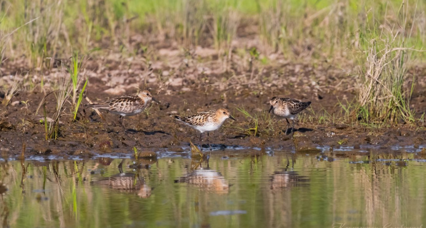 Погода в Глазове на 9 августа