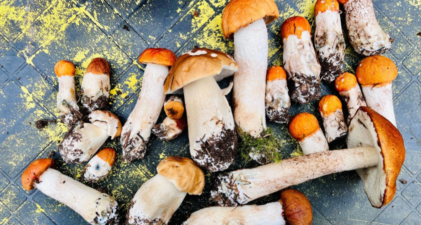 Погода в Глазове на 10 августа