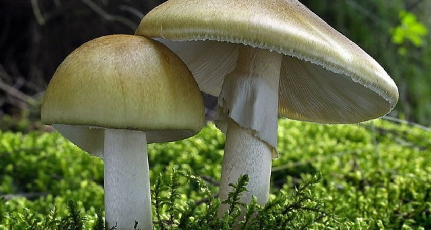 Жительница Удмуртии отравилась грибами