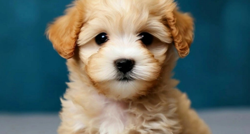 Жительница Удмуртии купила несуществующего щенка за 38 тысяч