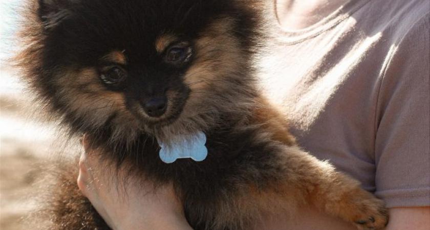 447 миллионов потратили жители Удмуртии на ветеринарные услуги за прошлый год