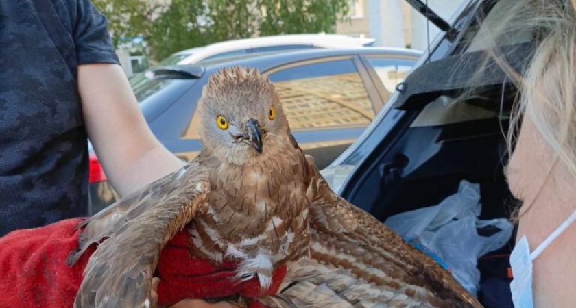 Редкую птицу - осоеда принесли в одну из ветклиник Глазова