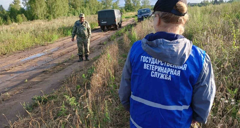 В Удмуртии проходят рейды по местам обитания диких кабанов