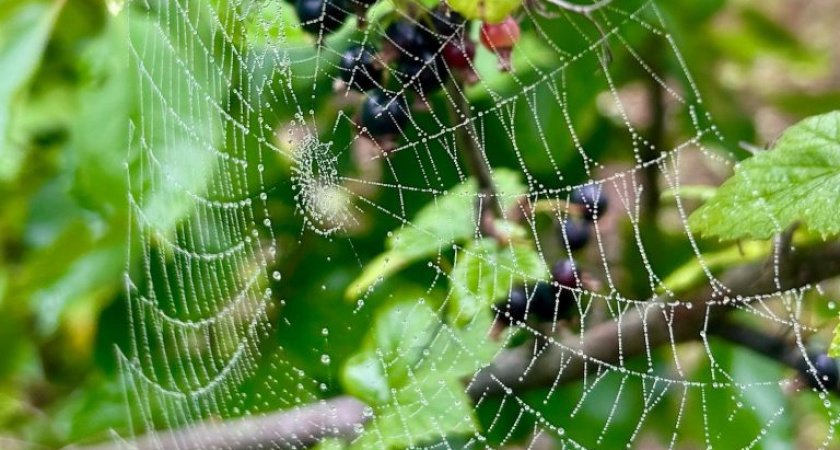 Температурный фон в Удмуртии повысится