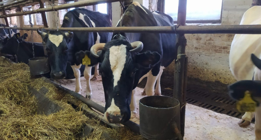Почти на 6% в Удмуртии выросло производство молока