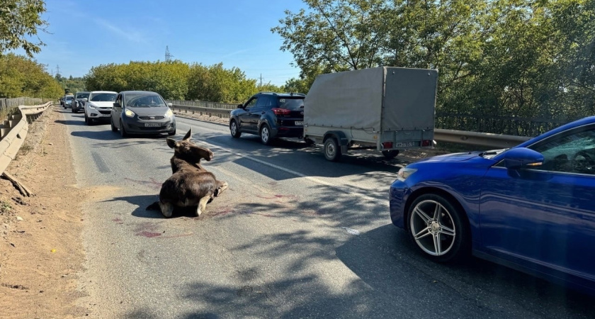 В выходные на Сарапульском тракте на выезде из Ижевска сбили лося
