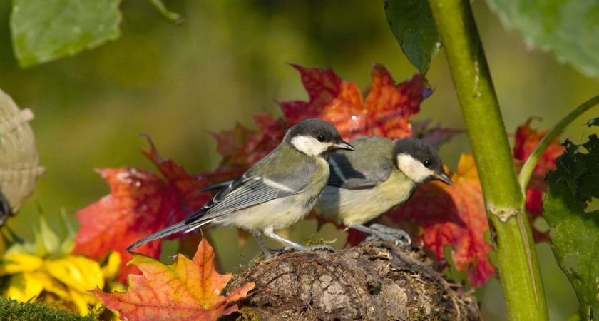 В Удмуртии в середине недели прогнозируются заморозки