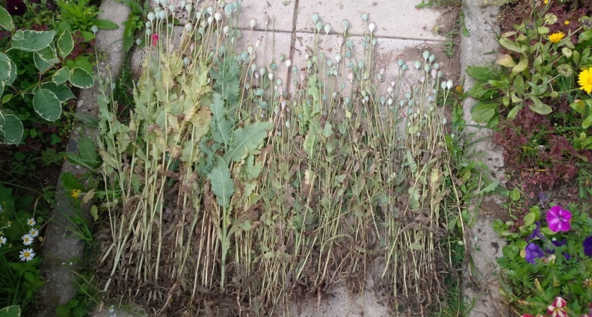 У жительницы Кезского района нашли 377 кустов мака