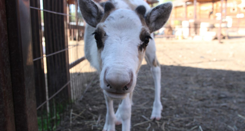 В зоопарке Удмуртии родился северный олененок