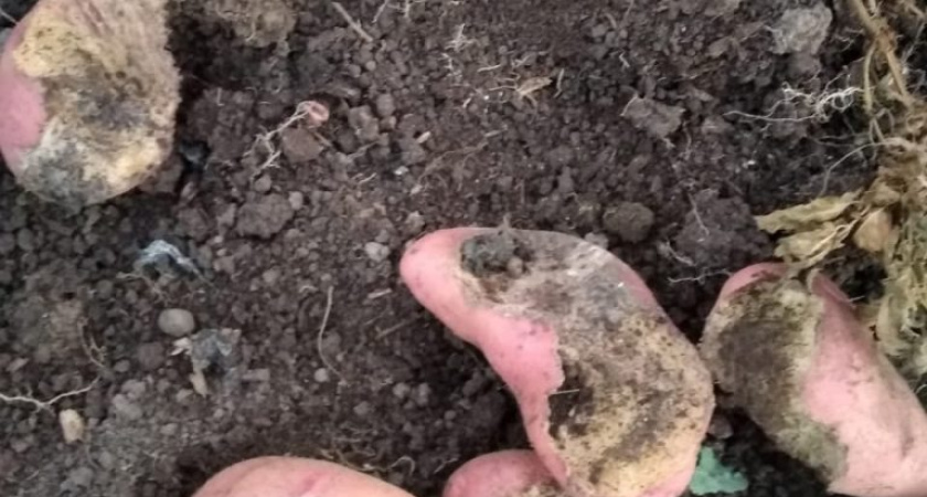 Глазов атаковали хомяки