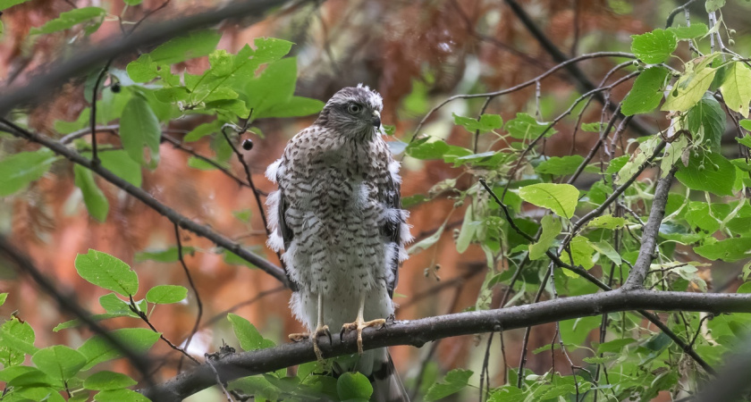 Погода в Глазове на 7 сентября