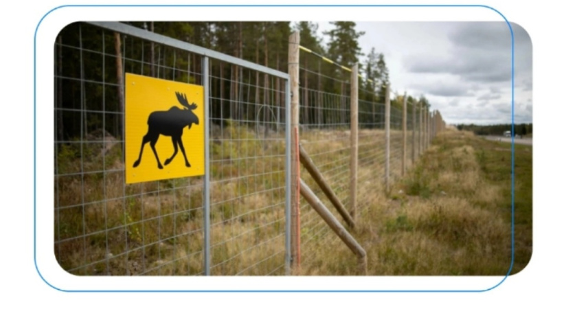 На трассе Ижевск-Ува появятся ограждения от диких животных
