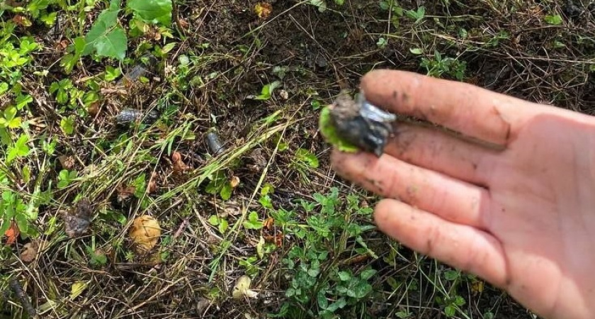 Двое жителей Глазовского района обвиняются в незаконном обороте наркотиков