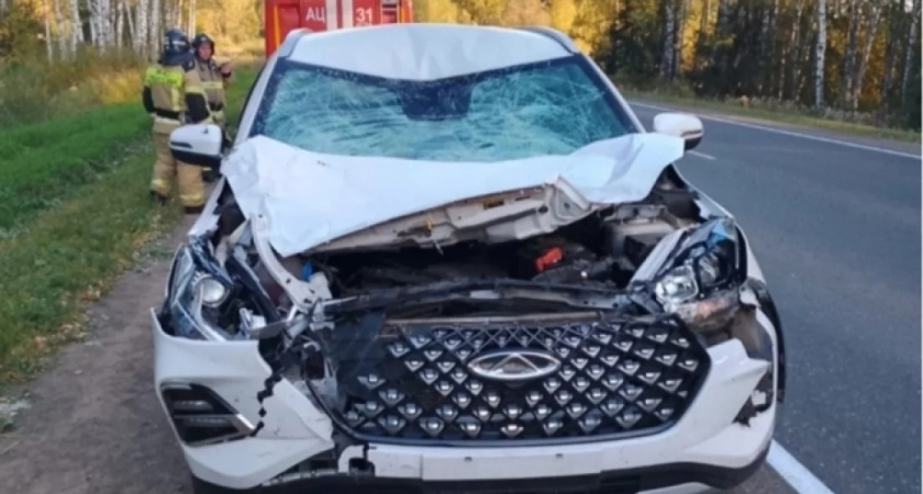 В Игринском районе сбили лося