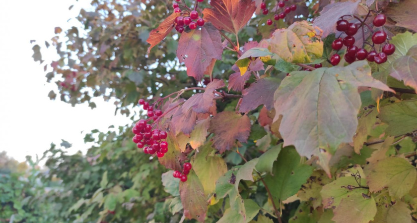 Погода в Глазове на 17 сентября