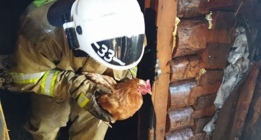 Куры чуть не сгорели в Удмуртии на пожаре