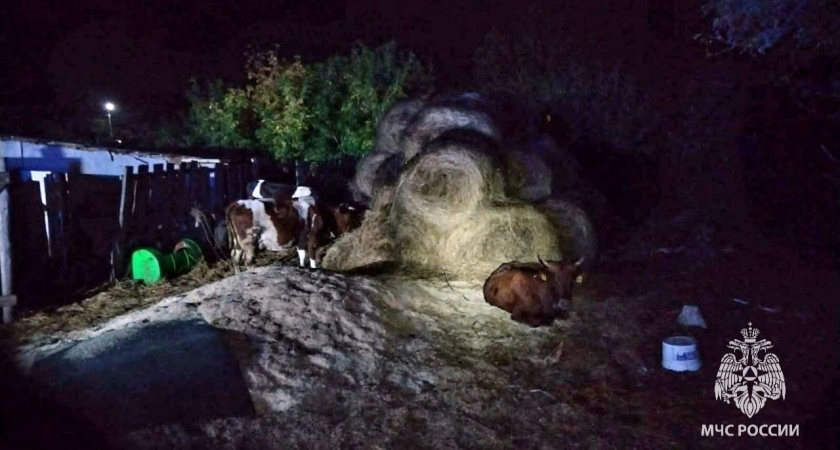Пожарные Удмуртии спасли двух коров и быка
