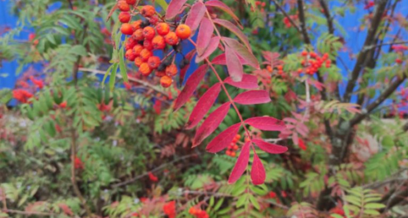 Погода в Глазове на 25 сентября